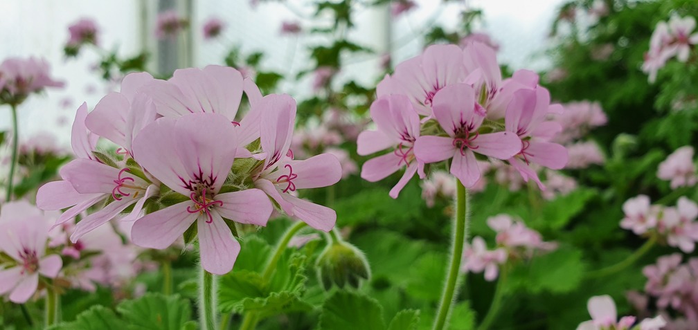 Attar of Roses