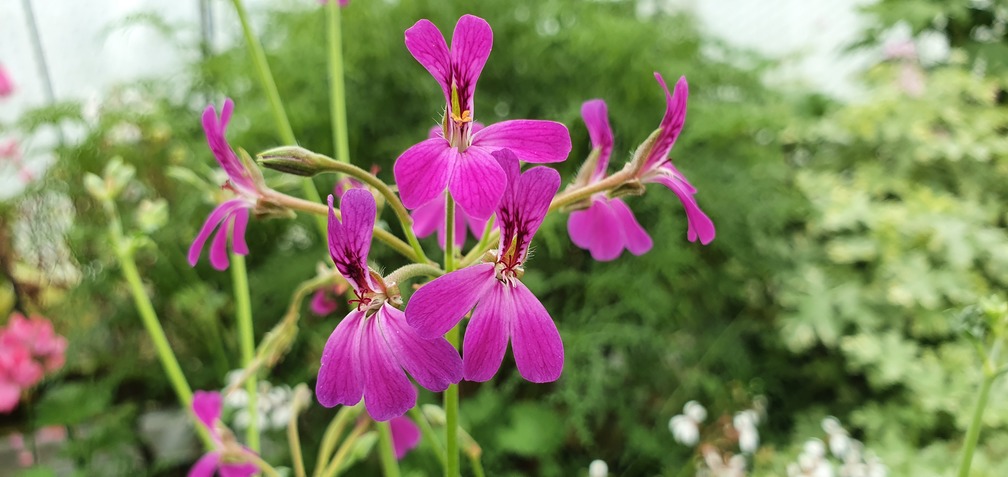 Deerwood Lavender Lad