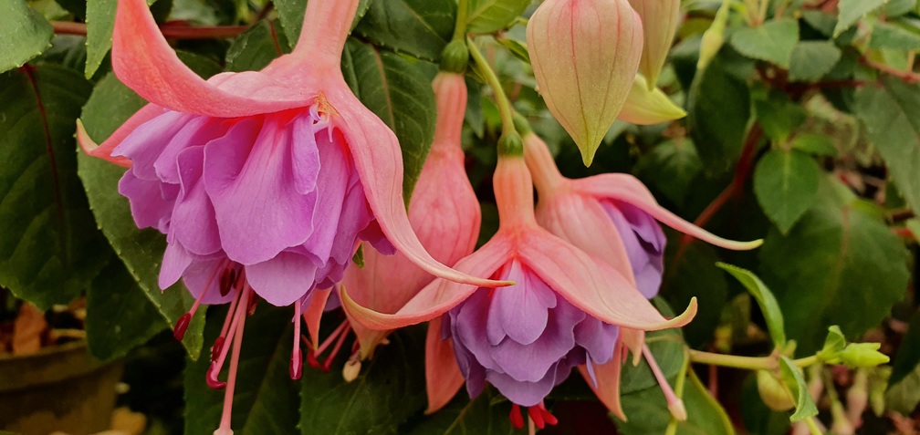 Lady Framlingham