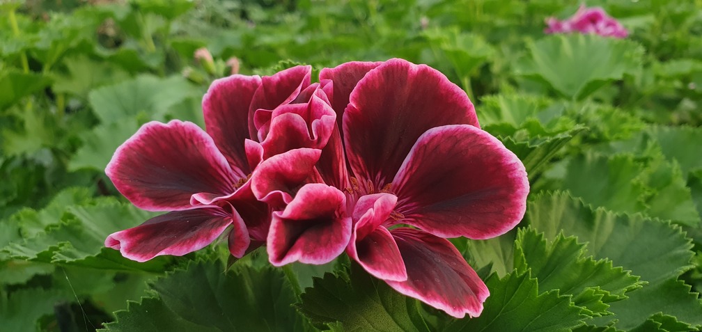 Lord Bute