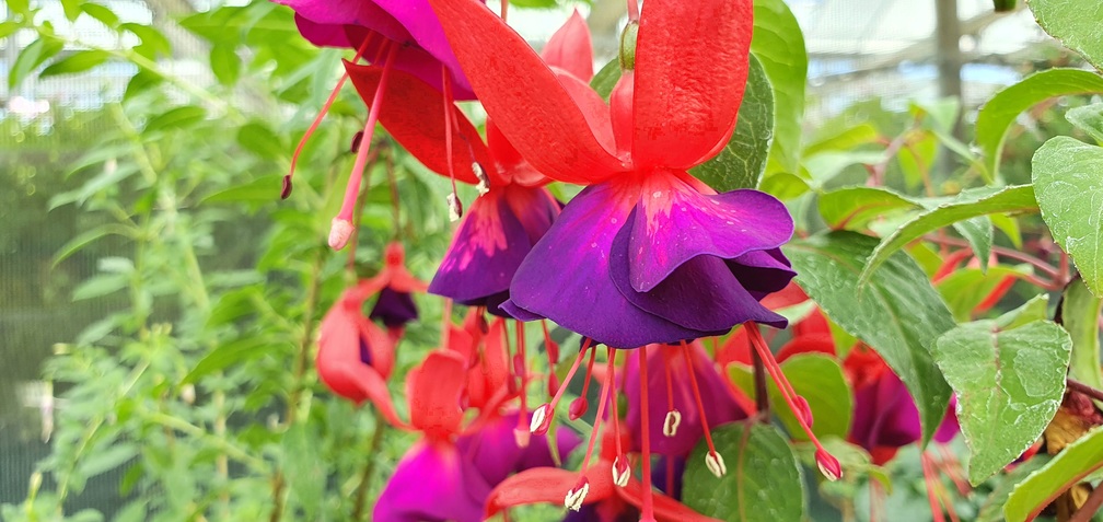 Mission Bells