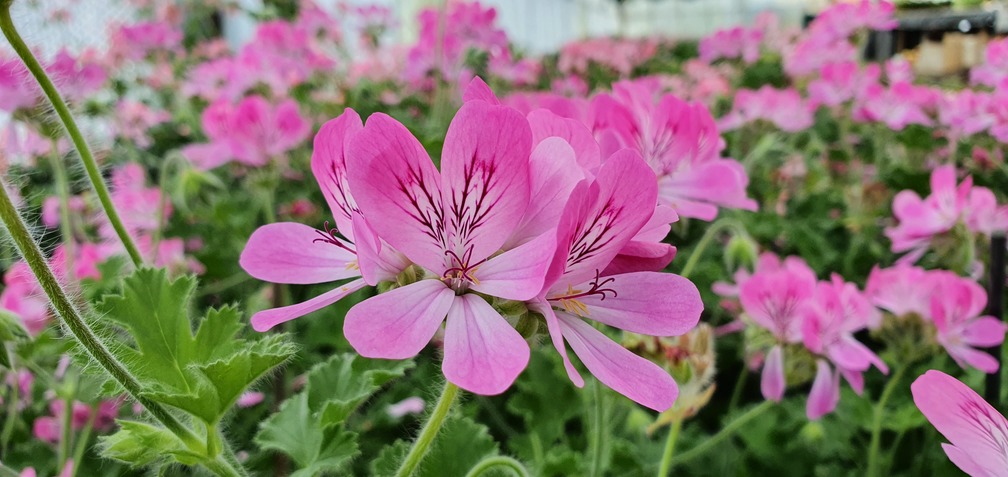 Pink Capitatum