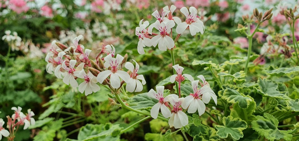 Variegated fragrans