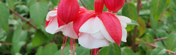 Find Black Cotton plants from online specialty nurseries