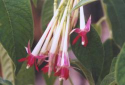 Boliviana var. Alba