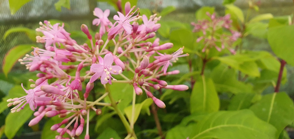 Paniculata