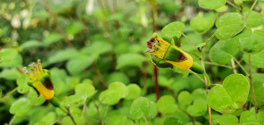 Procumbens