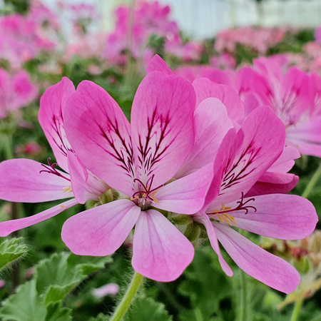 Pink Capitatum