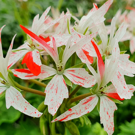 Pelargoniums