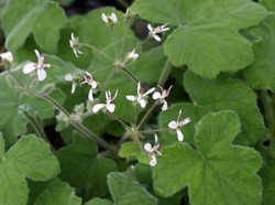 Tomentosum